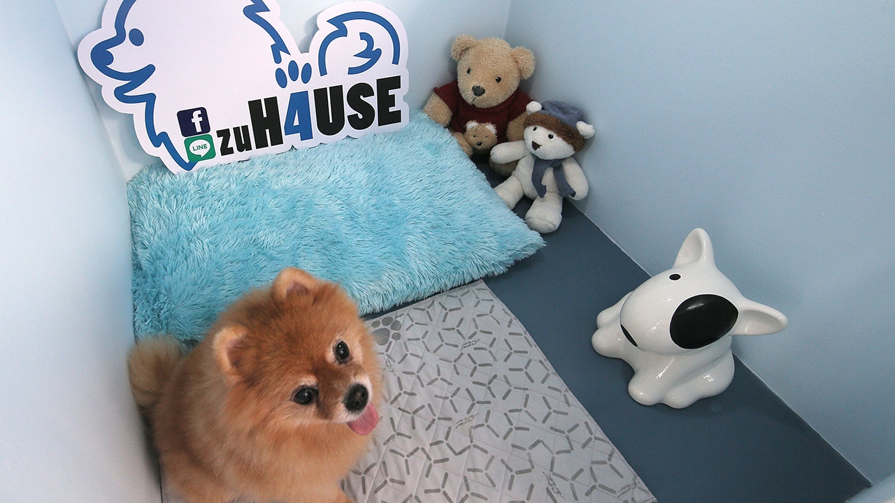 อบอุ่นใจไปกับ zu Hause โรงแรมทางเลือกสำหรับ ‘สุนัข’ ที่ดูแลด้วยรักในช่วงโควิด-19