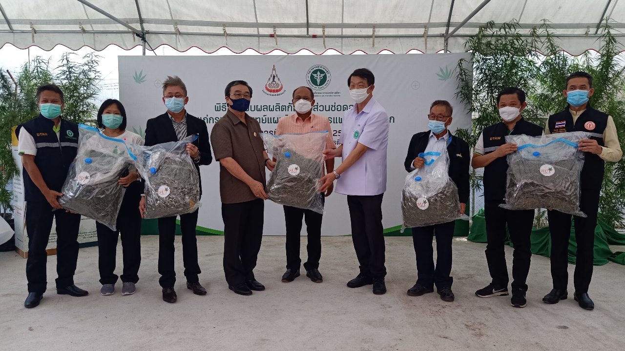 มทส.โคราช ส่งมอบช่อกัญชาแห้ง ให้แพทย์แผนไทย ใช้ประโยชน์ผลิตยา 2 ตำรับ