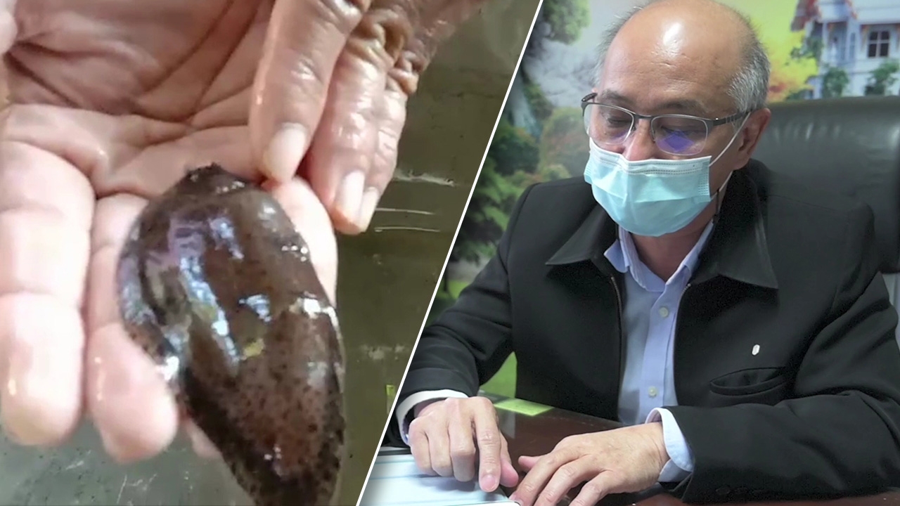 ประมงฉะเชิงเทรา แจงปลาประหลาดคือ ปลายอดม่วงลายด่าง กินได้ไม่อันตราย (คลิป)