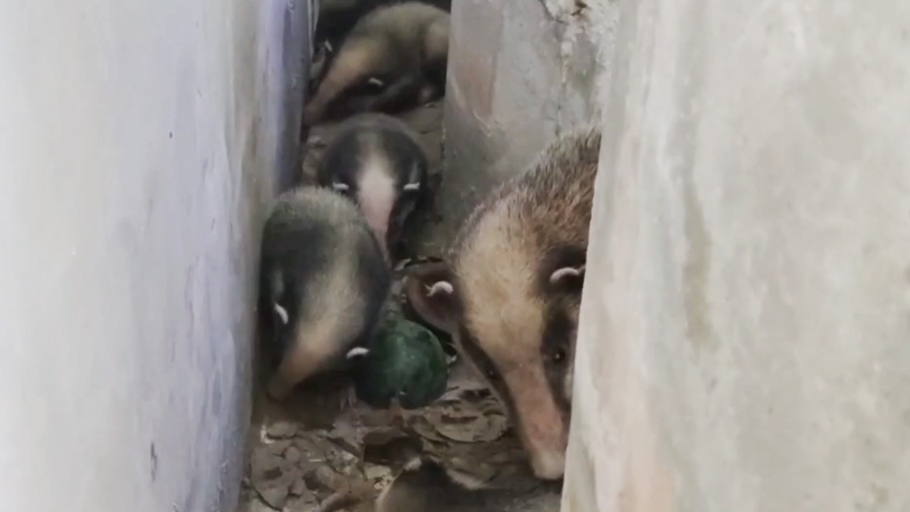 กู้ภัยกระบี่ ช่วยพาหมูหริ่งแม่ลูก 4 ตัวกลับป่า หลังแอบหลบฝนในบ้านคน (คลิป)