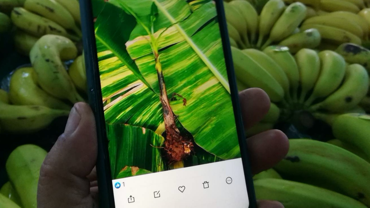 ยิ่งกว่าถูกหวย เจ้าของสวนขาย “หน่อกล้วยด่าง” หน่อเดียวได้ 7 หมื่น (คลิป)