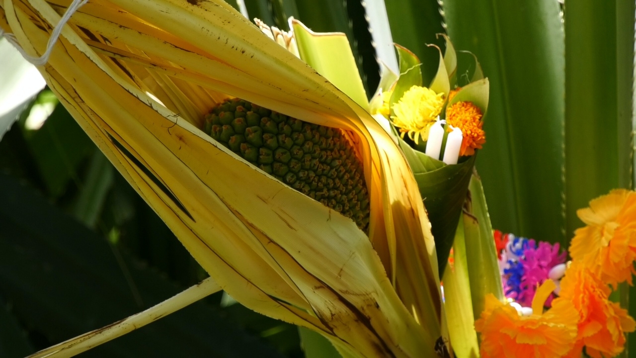 แห่ขอเลข ดอกลำเจียกปราสาทภูมิโปน บานหลุดพ้นคำสาป 1,300 ปี (คลิป)