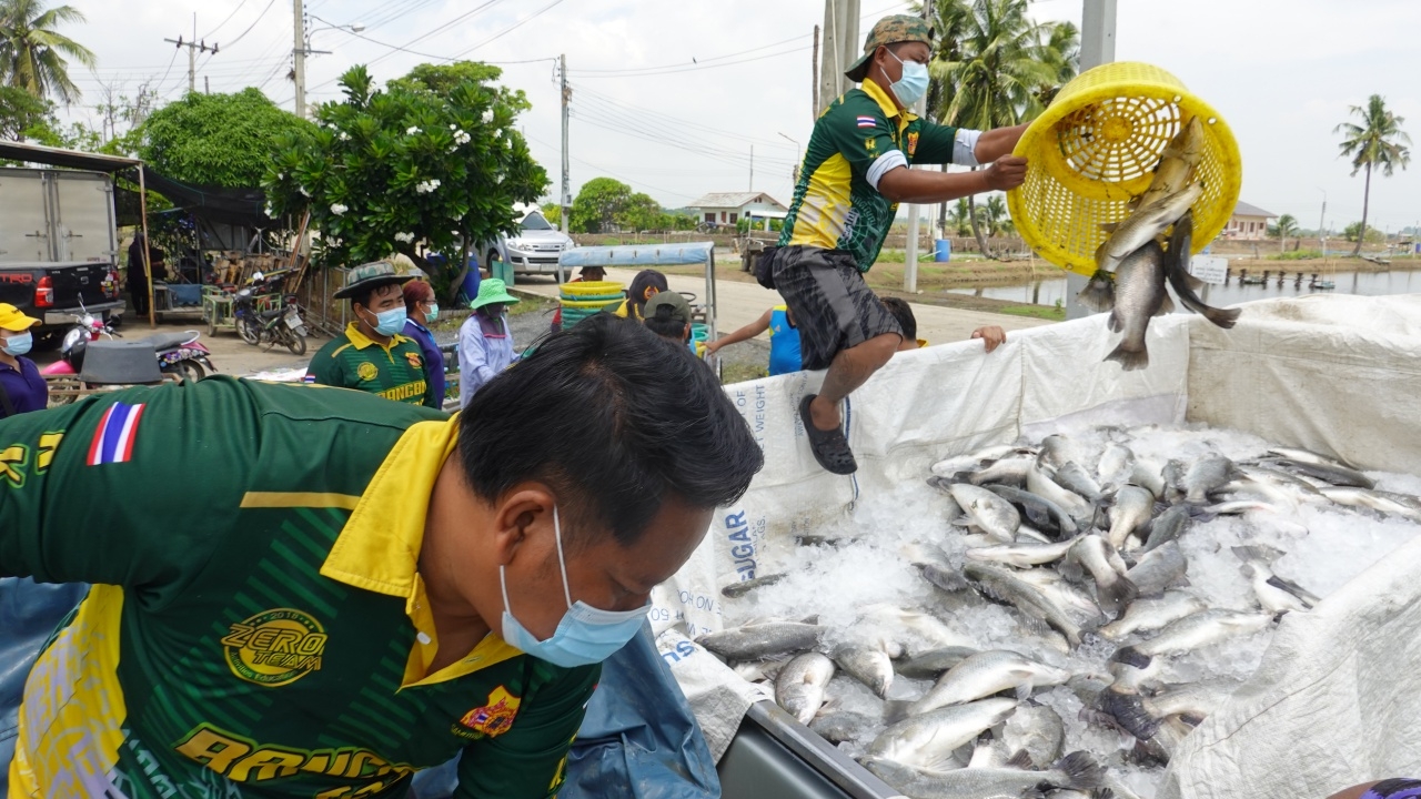 บิณฑ์และกู้ภัยฯ เหมาปลากะพง 2 ตันไปขายถูก กก.ละ 50 ที่ท่าอิฐช่วยชาวบ้าน (คลิป)