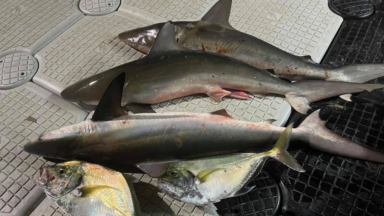 แจ้ง 3 ข้อหา เอาผิดมือยิง "ฉลามหูดำ" ในทะเลกระบี่ 