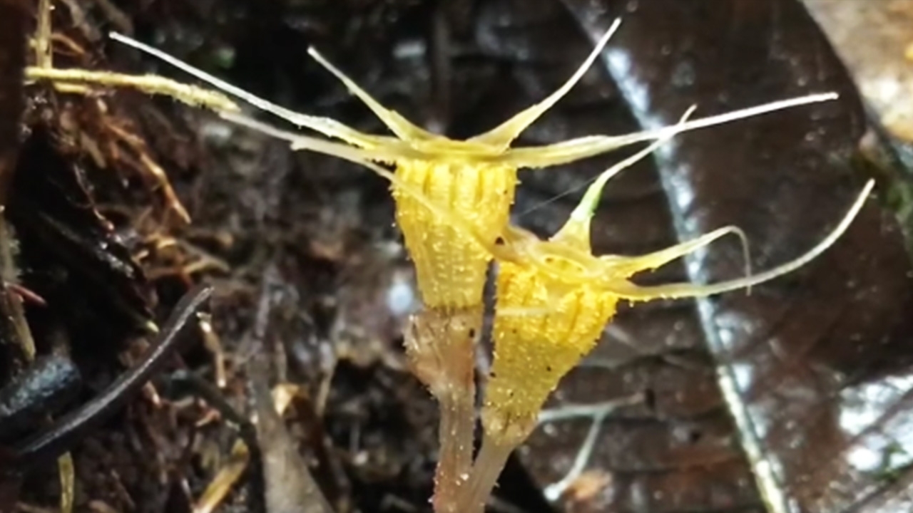 สุดแปลก "โคมนางฟ้า" พืชหายาก พบในป่าฝนของมาเลเซีย (คลิป)