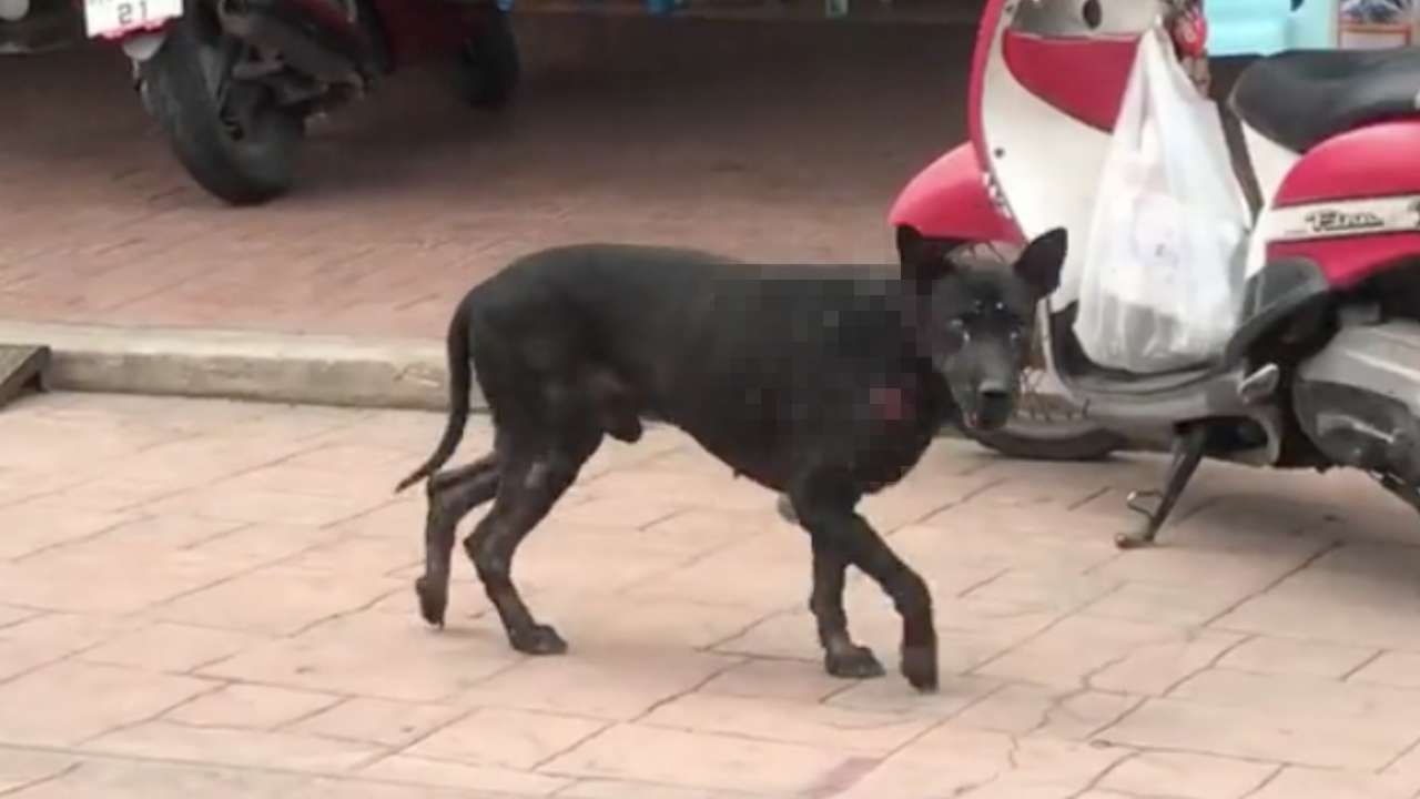 กลุ่มกู้ภัยพิมาย ช่วยจับสุนัขจรจัดไปรักษา หลังพบป่วยมะเร็งผิวหนัง (คลิป)