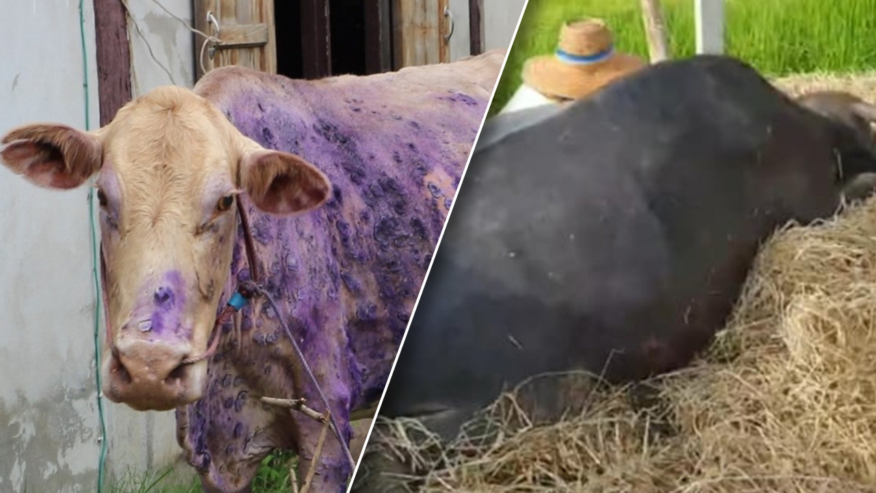 สะเทือนใจ ควายแม่พันธุ์ตายด้วยโรคลัมปี สกิน เจ้าของฟุบหน้าร้องไห้ (คลิป)