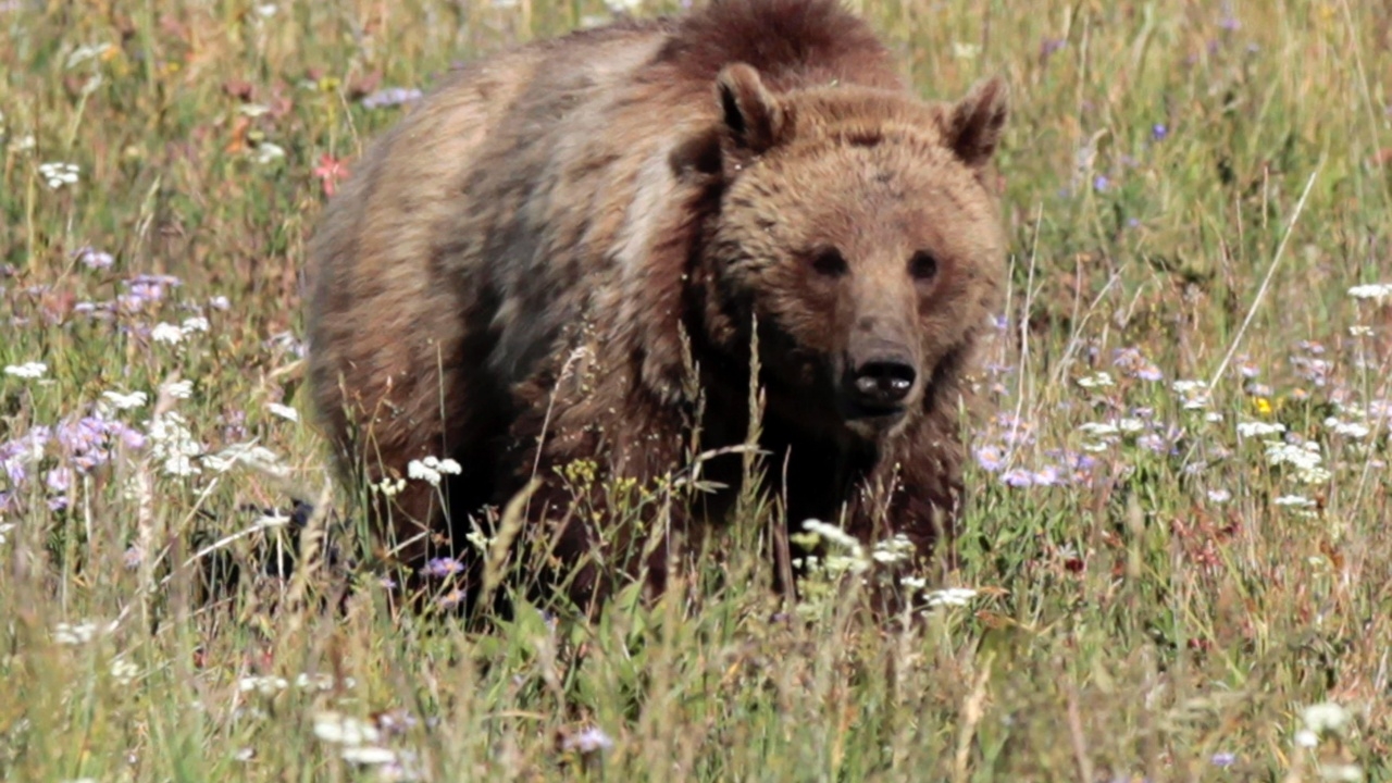 สยอง หมีกริซลีบุกเต็นท์ฆ่าพยาบาลหญิงสหรัฐฯ จนท.เร่งล่าตัว