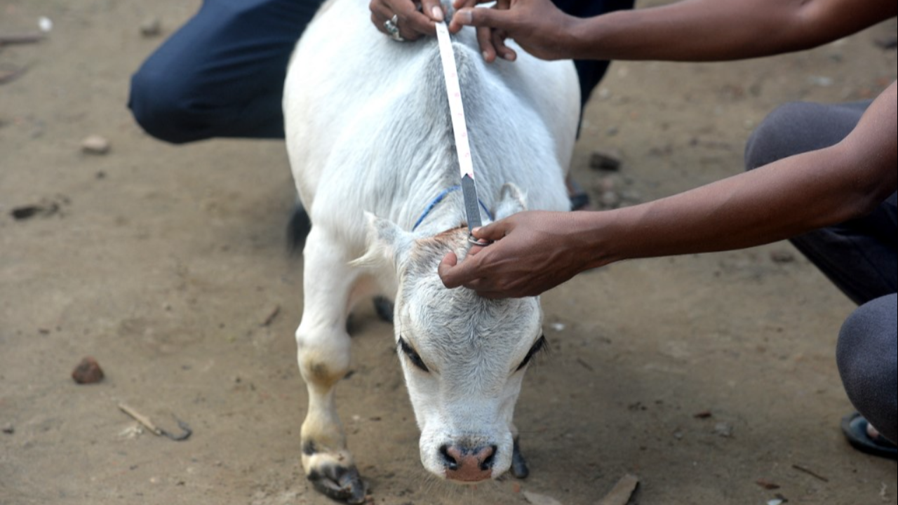 จิ๋วแต่แจ๋ว วัวตัวเล็กที่สุดในโลกที่บังกลาเทศ อายุ 23 เดือน สูงแค่ 20 นิ้ว