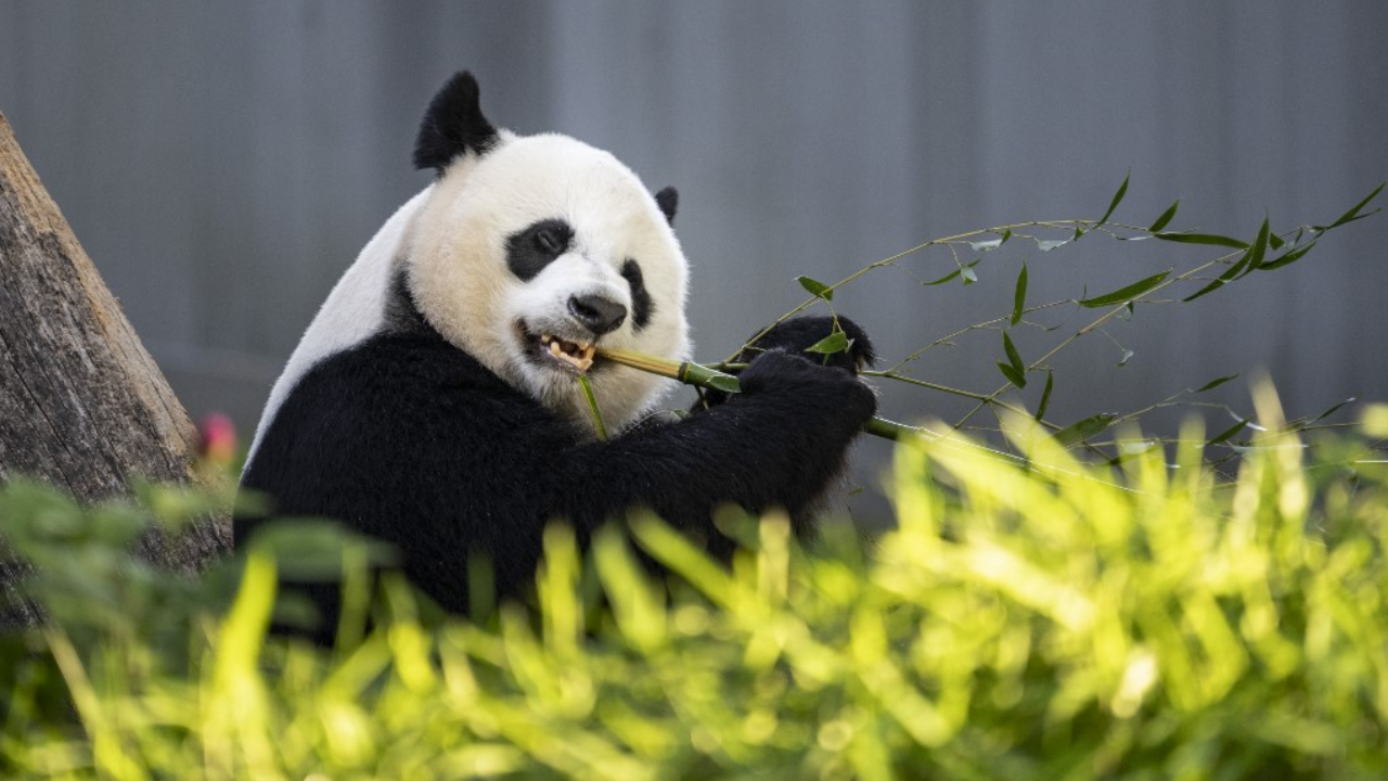 จีนปลื้ม เตรียมถอดแพนด้าจากบัญชีสัตว์ใกล้สูญพันธุ์อย่างเป็นทางการแล้ว 