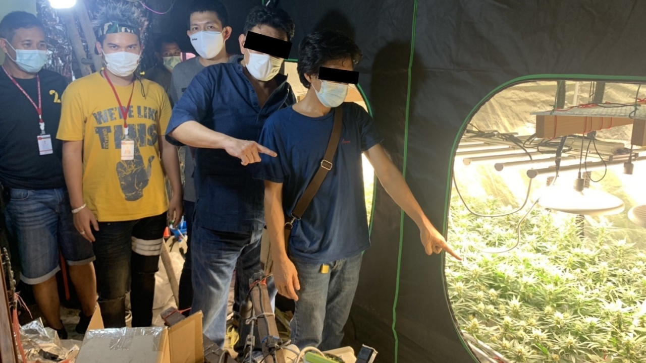 ตำรวจขยายผล บุกจับเครือข่ายปลูกต้นกัญชาขาย ปากเกร็ด-บางกะปิ