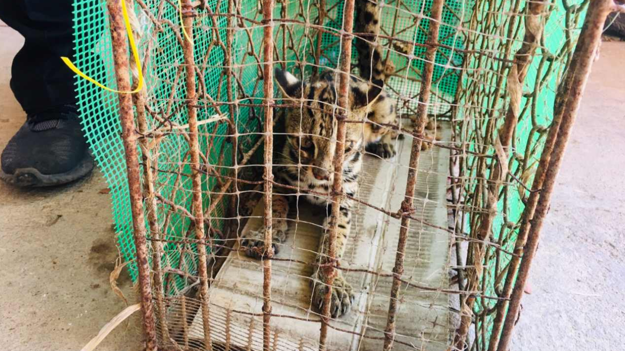 ช่วย "แมวดาว" พลัดหลงเข้าหมู่บ้าน สภาพผอมโซ เห็บเกาะเต็มตัว