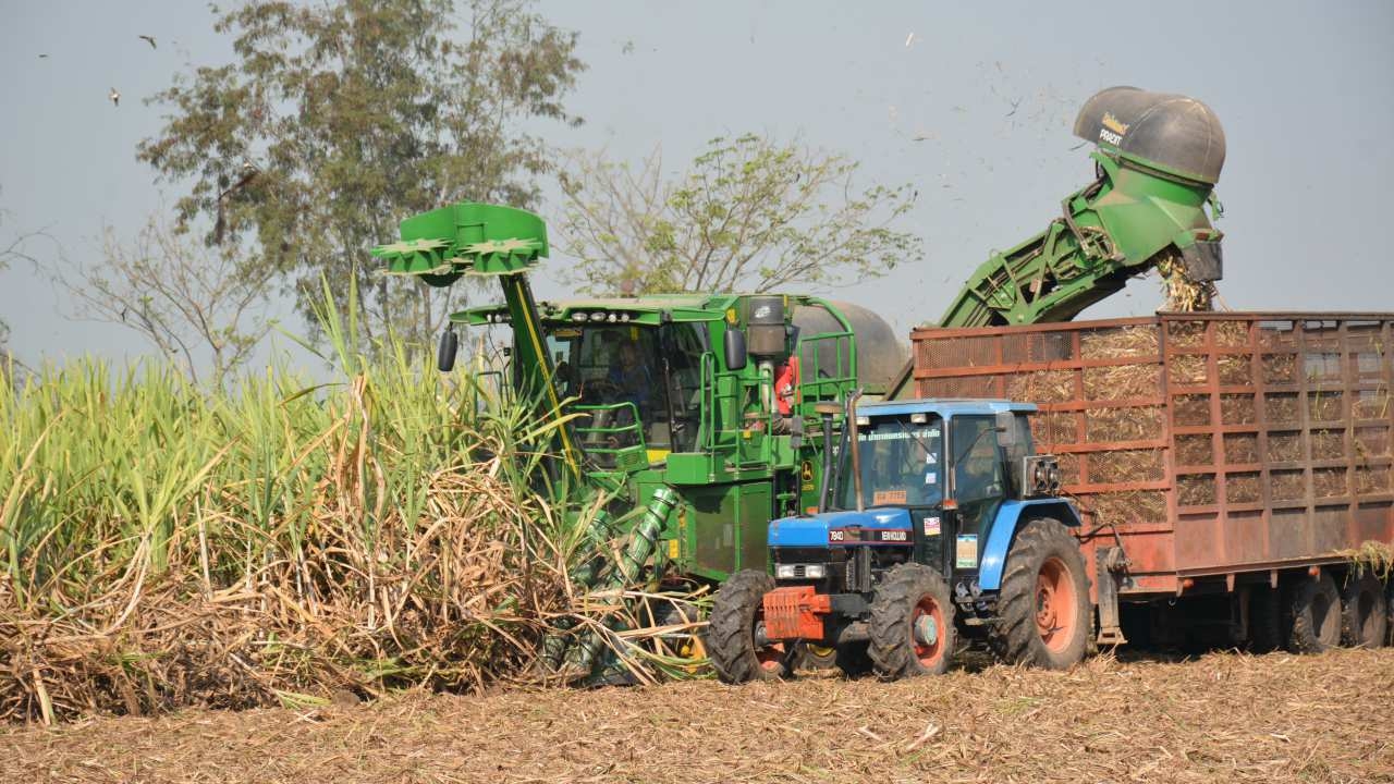 เกษตรกรชาวไร่อ้อยกำแพงเพชร หันมาตัดอ้อยสดอัดก้อนส่งโรงไฟฟ้า ลดปัญหาหิมะดำ