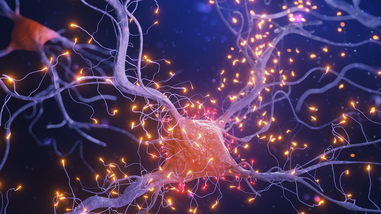 วิจัยกระบวนการสร้างเซลล์ประสาทใหม่