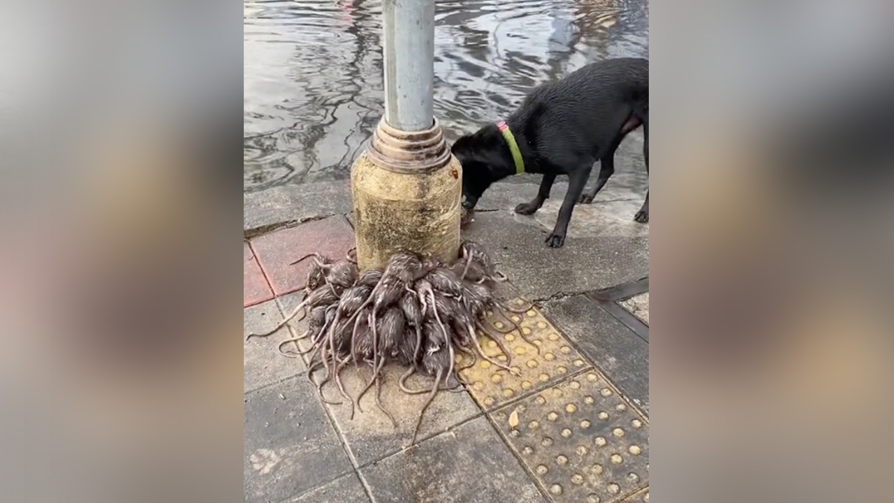 เห็นแล้วสะพรึง "กองทัพหนู" หนีน้ำรอการระบาย ขึ้นมาเกาะเสาย่านลาดพร้าว