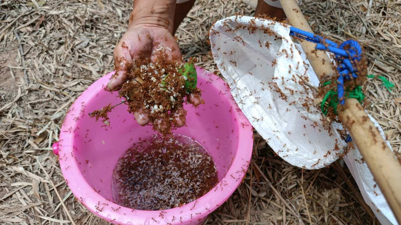 ชาวบ้านครบุรี ว่างจากทำนาออกแหย่มดแดง เอาไข่ไปขายทำรายได้งามช่วงหน้าแล้ง