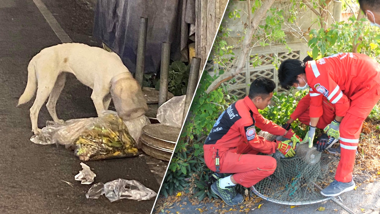 จนท. เร่งช่วยสุนัขหัวติดขวดโหล อดอาหารผอมโซ เร่งนำฟื้นฟูปศุสัตว์