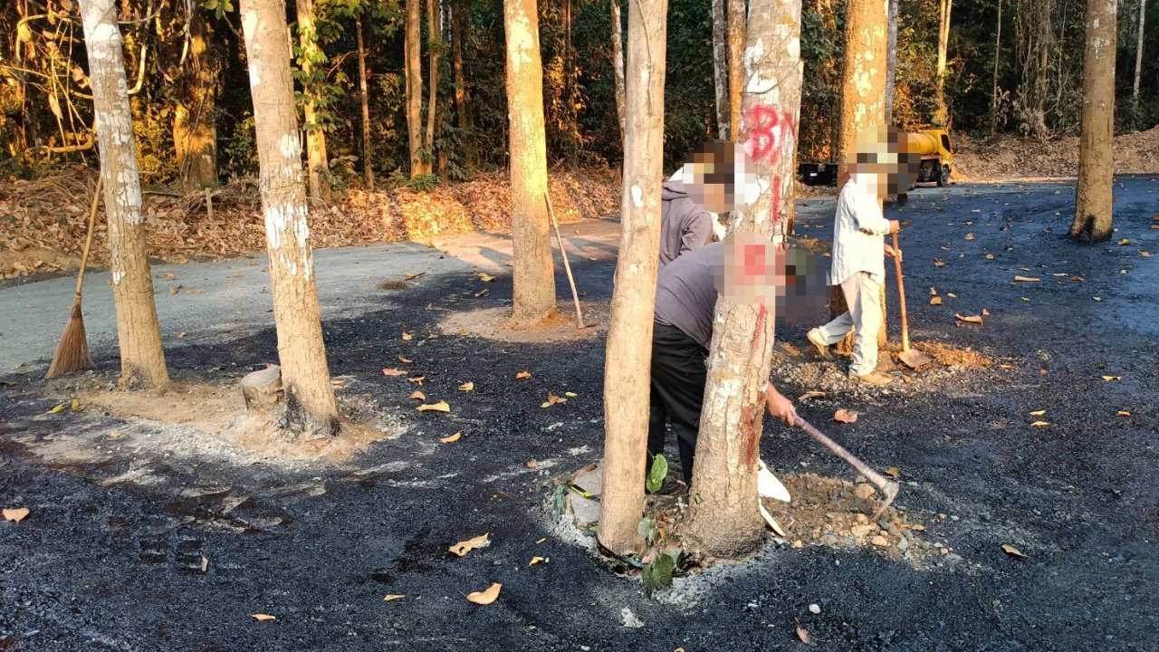 เขตรักษาพันธุ์ฯ เชียงดาว แก้ไขปมราดยางมะตอยลานจอดรถ ทับโคนต้นไม้ใหญ่แล้ว