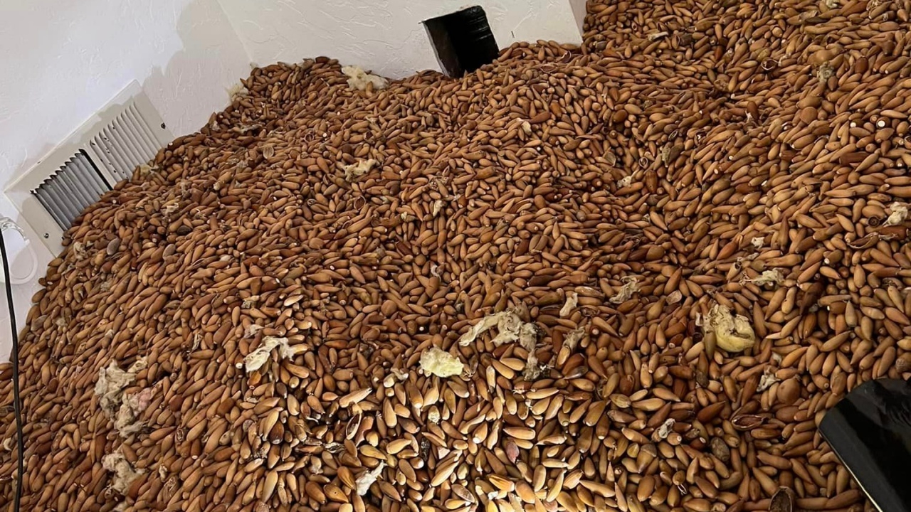 พนักงานกำจัดแมลงตะลึง พบลูกโอ๊กกว่า 300 กก.ซุกในฝาบ้านที่สหรัฐฯ (คลิป)