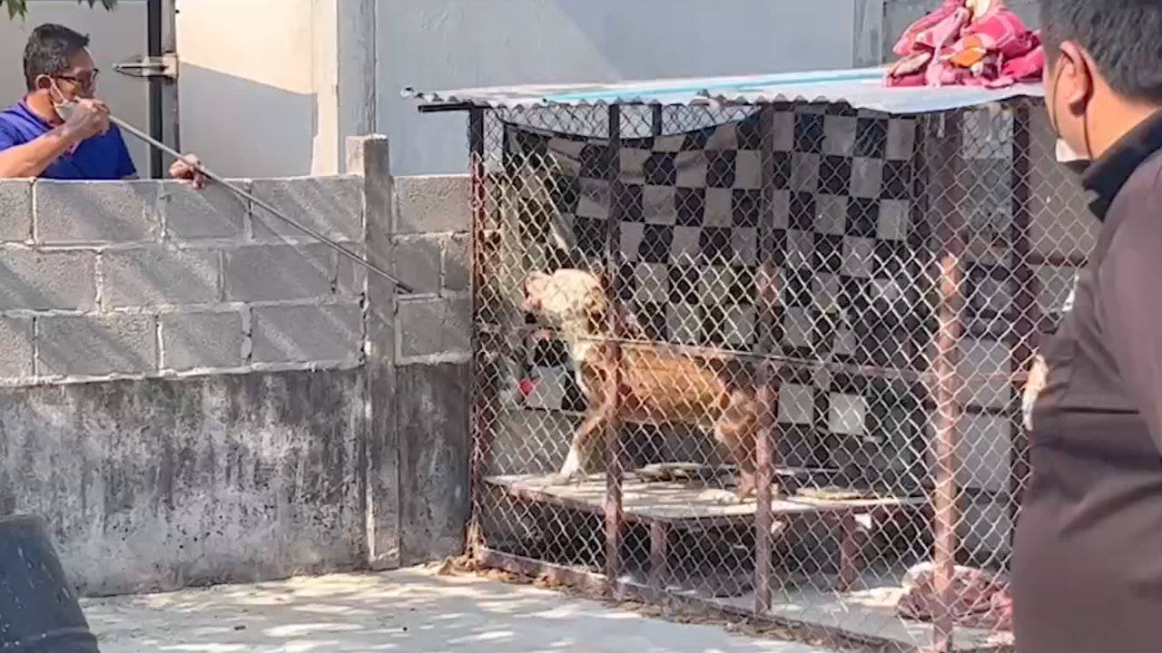 ส่ง พิตบูลพันธ์ุโหด ฆ่าเจ้าของลากไปขย้ำในกรง ฝึกเป็นสุนัขทหาร 