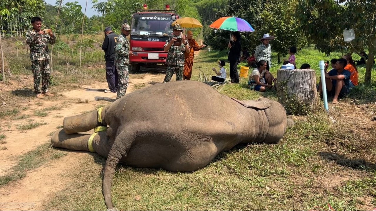 ลูกช้างป่าดิ้นทุรนทุรายขาดใจตายคาสวน พระออกบิณฑบาตตกใจเสียงนึกว่างูเห่า