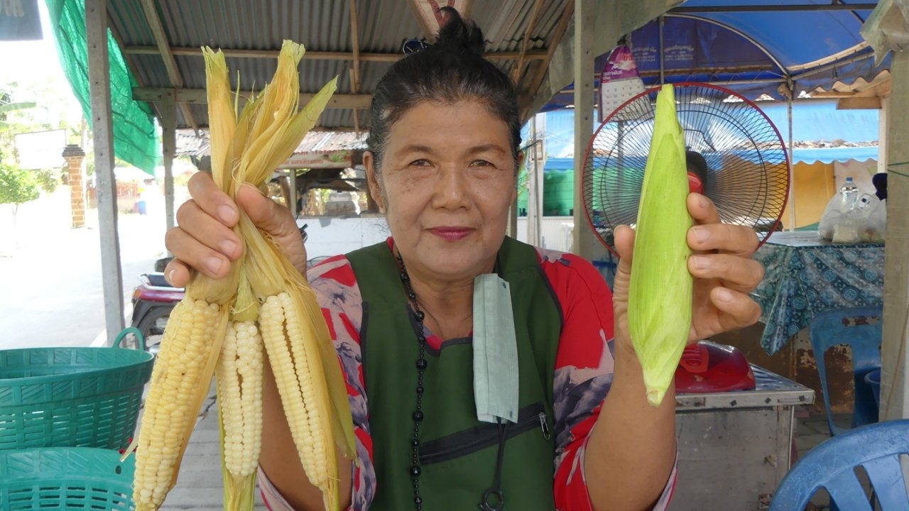 ยอดของดีเมืองโพธาราม ข้าวโพดแปดแถว จากเกษตรกรวัดโบสถ์ อร่อยจนวางไม่ลง