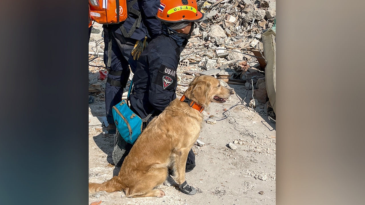 สุนัข K9 จากไทย ได้รองเท้าใส่ค้นหาผู้ประสบภัย "แผ่นดินไหวตุรกี" แล้ว