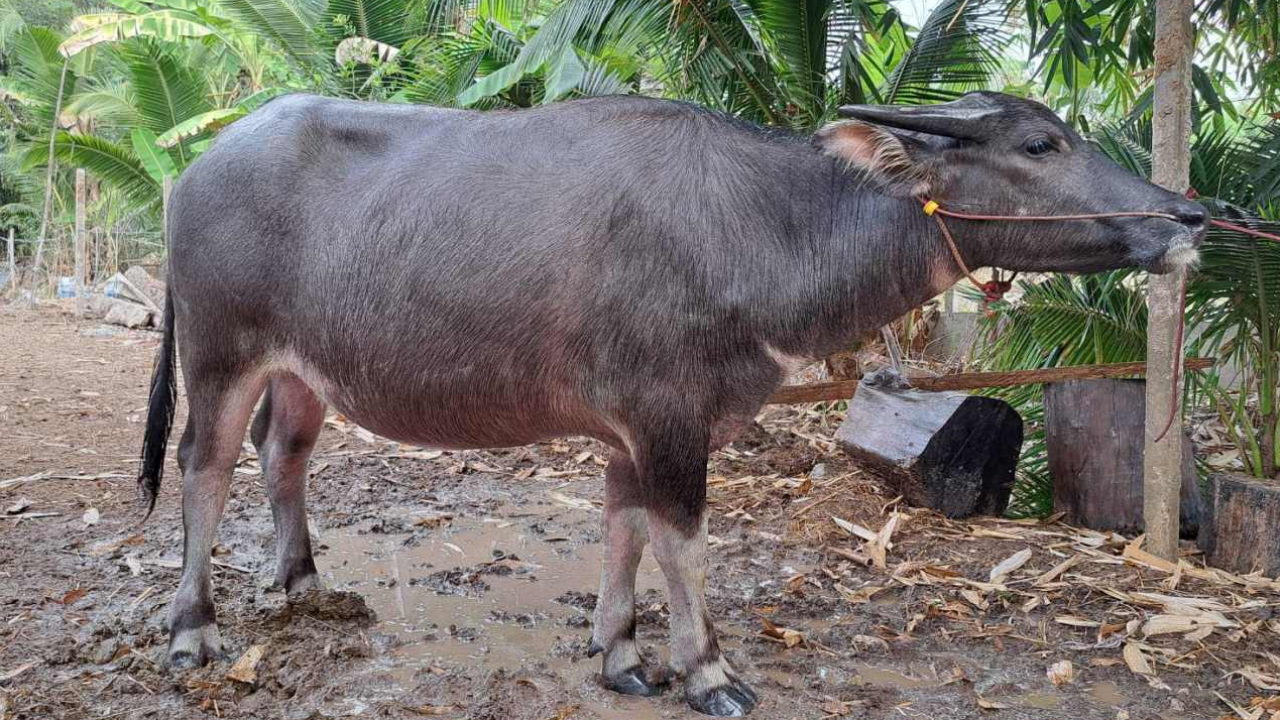 แจ้งจับหมอผสมเทียมควาย คุยเลือกเพศ ทำลูกแฝดได้ หมดไปกว่า 6 หมื่น