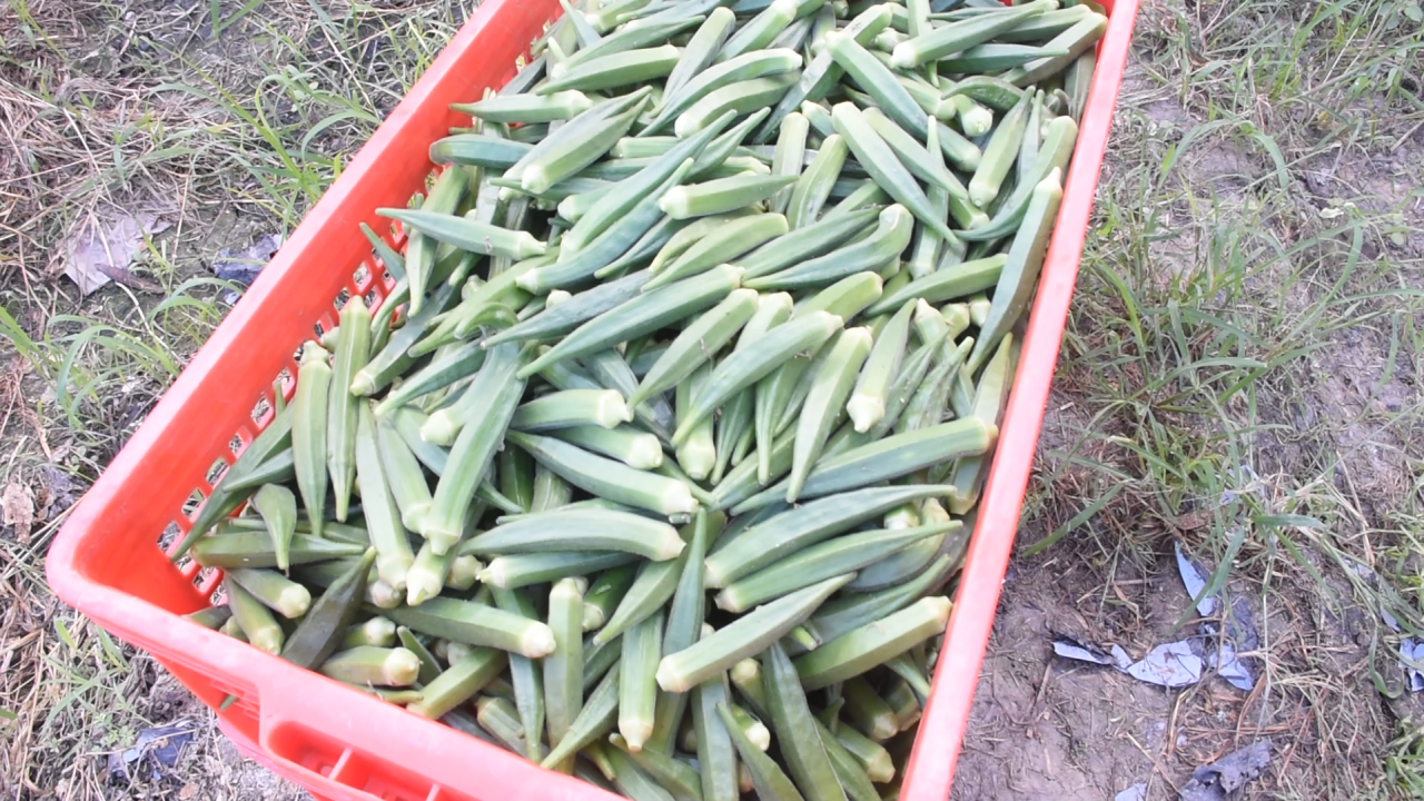 หนุ่มสิงห์บุรีปลูกกระเจี๊ยบเขียว บนที่ 4 ไร่ส่งขายญี่ปุ่น ได้เดือนละ 4 หมื่น