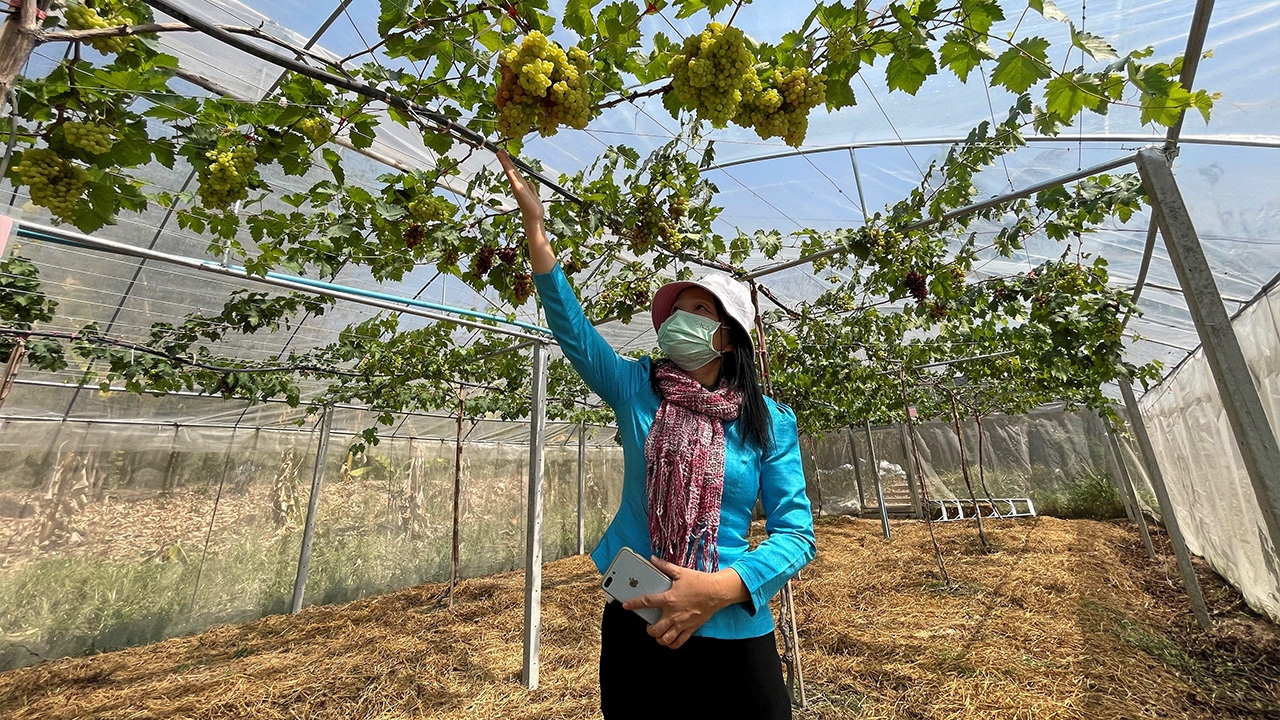 พยาบาลปลูก “องุ่น” แห่งแรกยโสธร