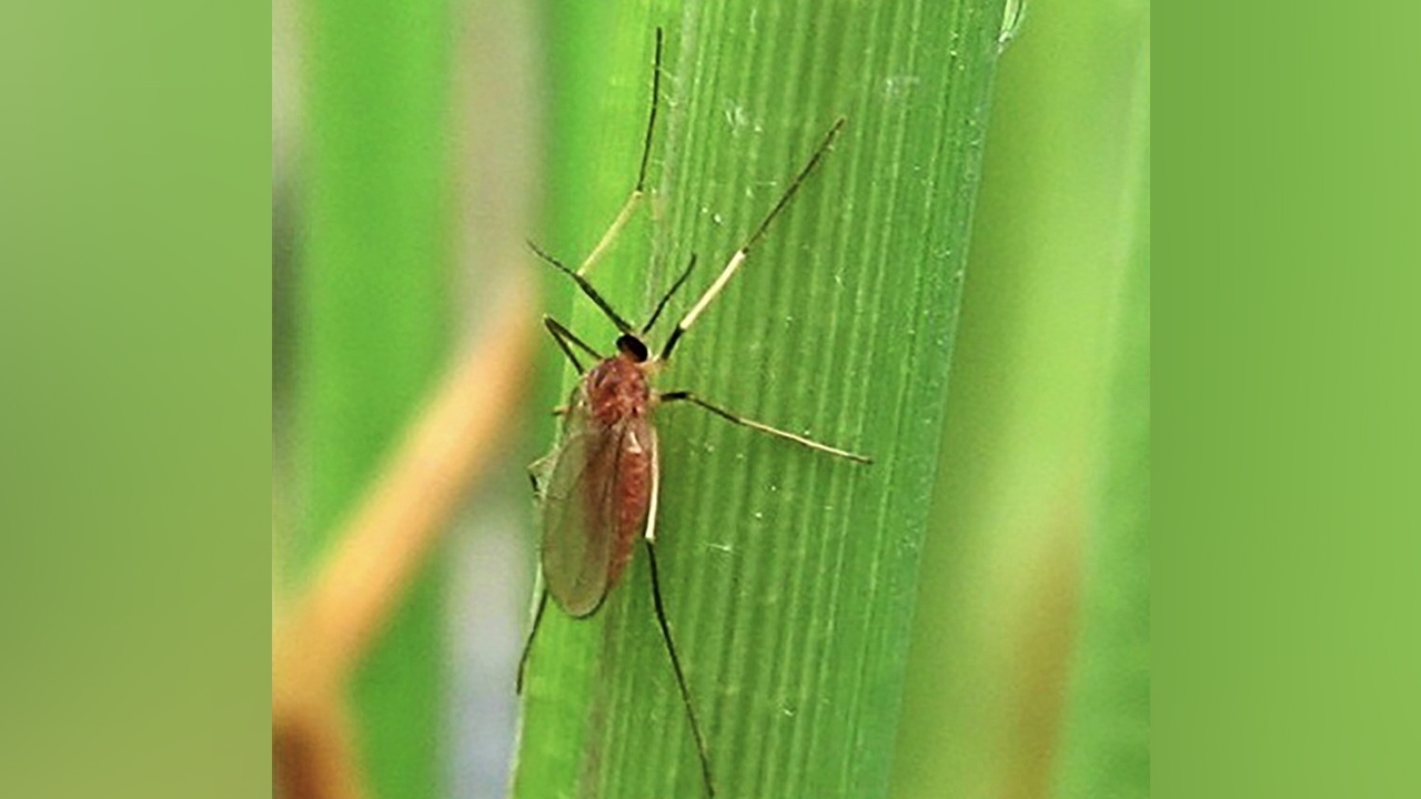 ชาวนาระวัง..แมลงบั่ว