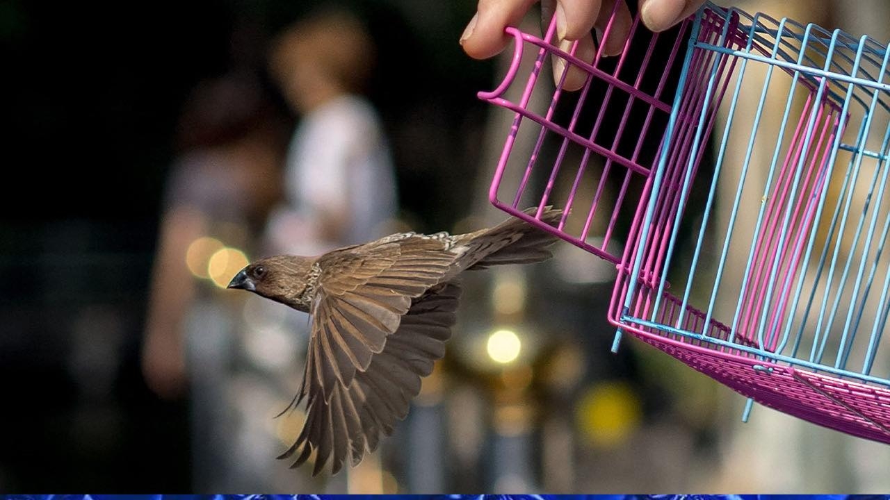 เปิดโปงธุรกิจบาป ปล่อยนกทำบุญ วนจับขาย บาดเจ็บช้ำตายมากกว่ารอด    