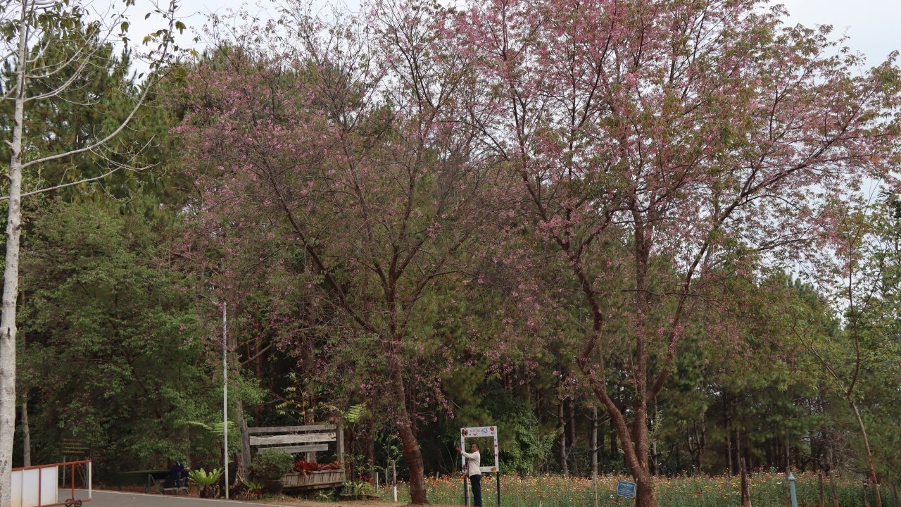 นักท่องเที่ยวแห่ชมดอกนางพญาเสือโคร่ง โค้งสุดท้ายฤดูหนาวที่ภูหินร่องกล้า