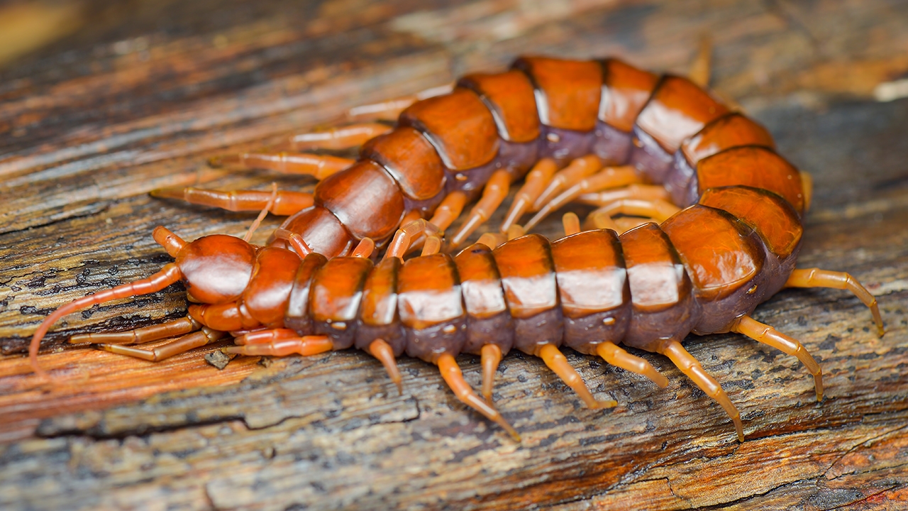 ฝันเห็นตะขาบ ได้จับตะขาบตัวใหญ่ เช็กลางดีลางร้าย บอกเหตุฉับพลันหรือไม่