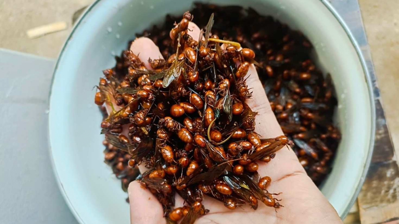 ชาวบ้านเชียงใหม่ ออกหารูแมงมันดักไปขายตลาด ออกใหม่จะอร่อยมาก แพง กก.ละ 2,000