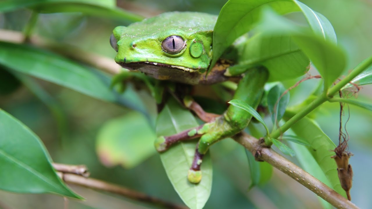 ออสเตรเลียสอบสวนเหตุเสียชีวิต 2 ศพ ใช้ "เมือกกบพิษ" ในพิธีบำบัดโบราณ