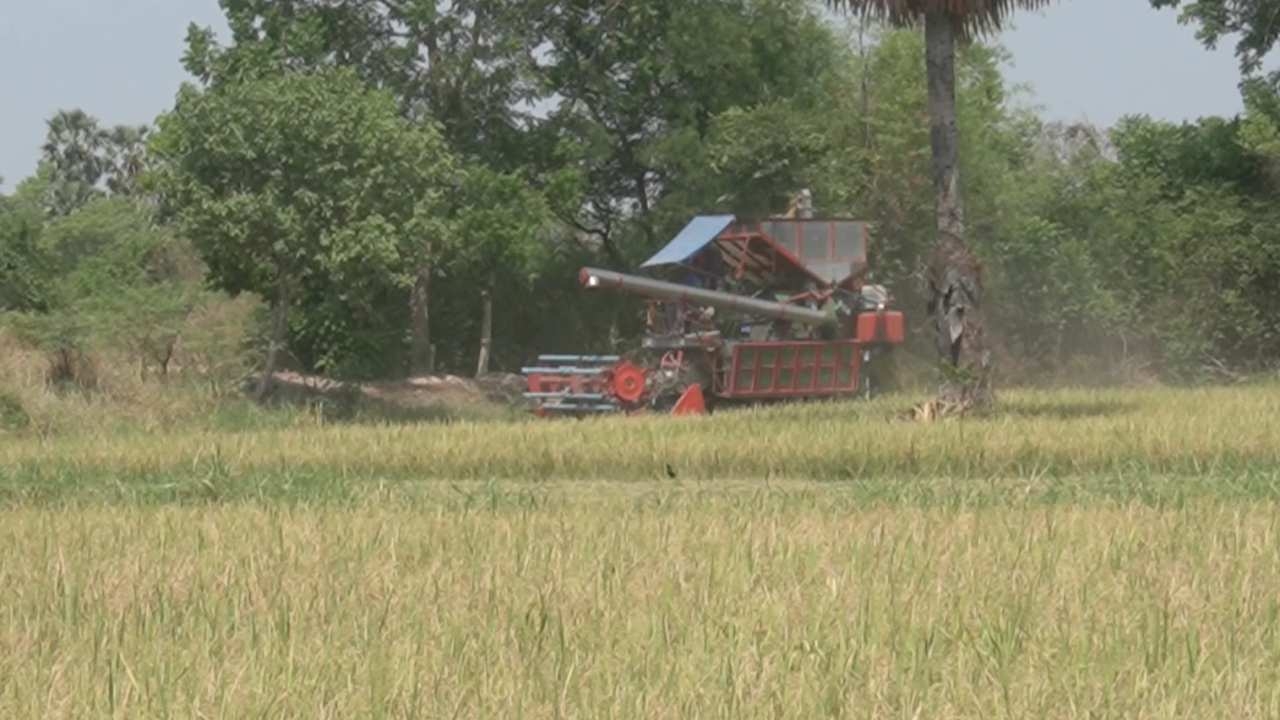 เกษตรกรหนองขาหย่าง ปลูกข้าวแบบไถกลบ ช่วยดินสมบูรณ์ อุ้มน้ำดี ทำนาปีละ 3 ครั้ง