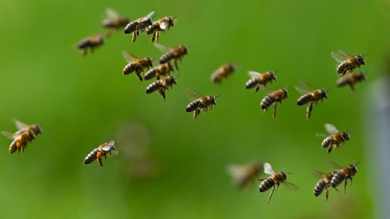 ซวยซ้ำซ้อน บัสตกเขานิการากัว ผึ้งเพชฌฆาตรุมต่อยผู้โดยสารตาย 6 ศพ