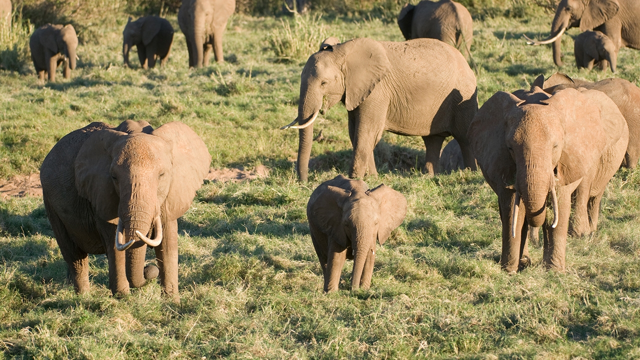 ส่องสัตว์กุยบุรี (ตอนจบ)  เจอครบ “ช้างป่า+กระทิง”