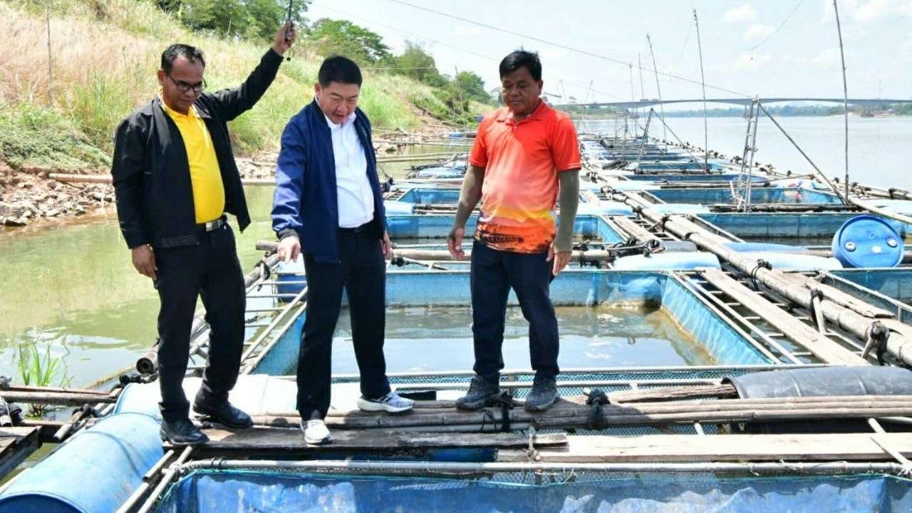 สหกรณ์นครพนมหนุนเลี้ยงปลาเผาะแก้หนี้ อาชีพเสริมรายได้เกษตรกรริมฝั่งโขง