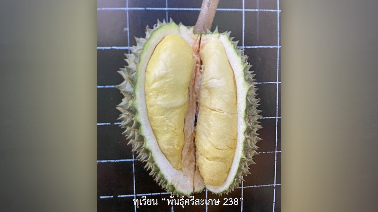 ทุเรียนศรีสะเกษ 238