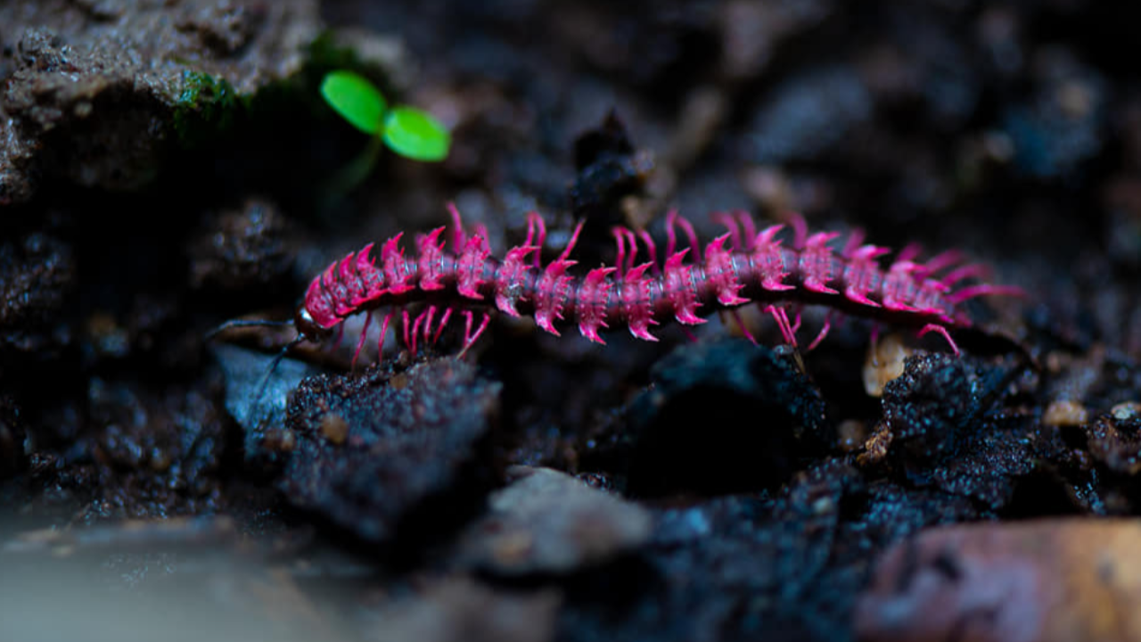 "กิ้งกือสีชมพู" หนึ่งเดียวในโลกที่หุบป่าตาด ปล่อยไซยาไนด์ป้องกันตัวเอง