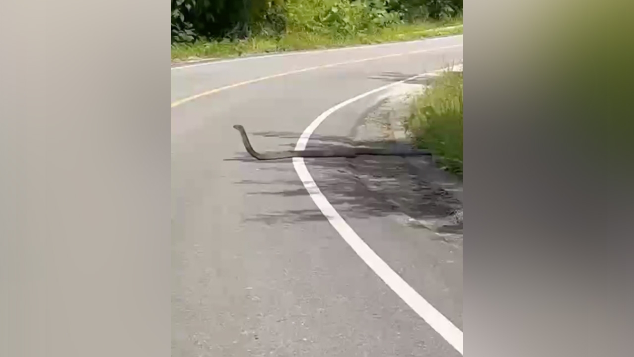 เด็กวัย 15 ขี่รถจักรยานยนต์กลับบ้าน เจอจงอางยักษ์ 2 ตัว ดักอยู่คนละฝั่งถนน