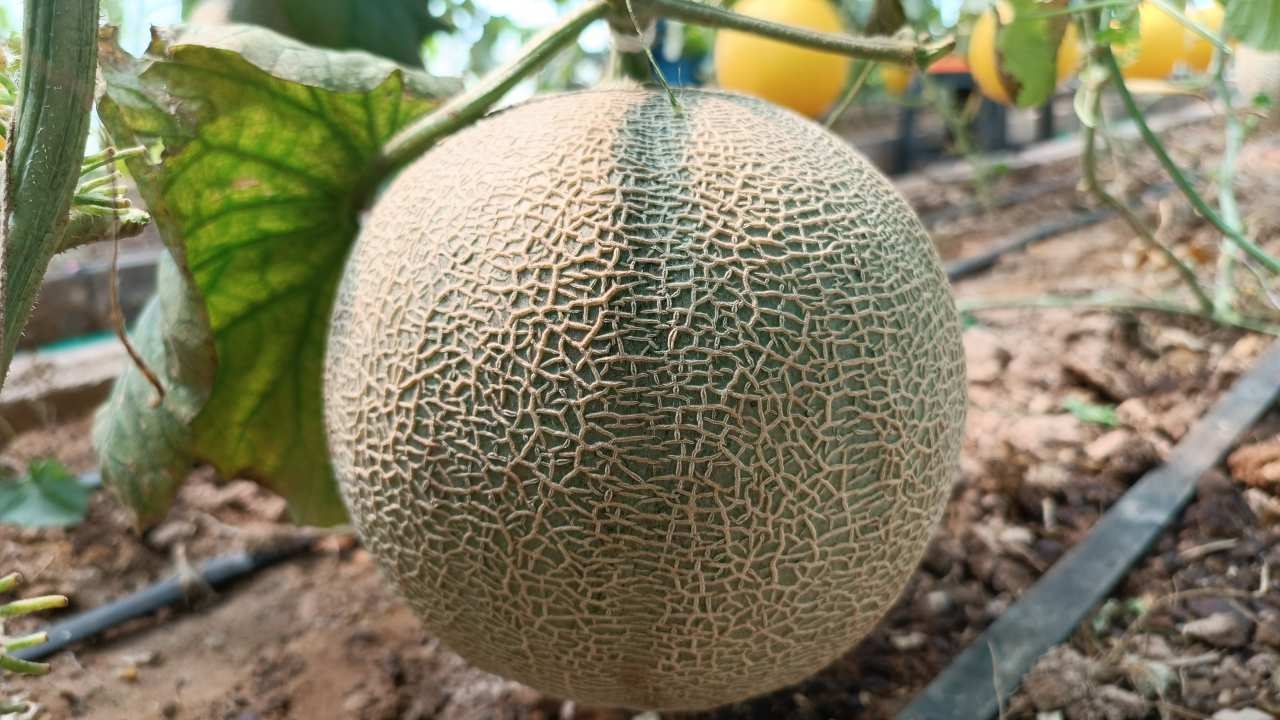 เมล่อนญี่ปุ่นไร้สาร ผู้ใหญ่ถนอมโคราช ใช้โกโก้หมักกับน้ำมะพร้าวเพิ่มหวาน