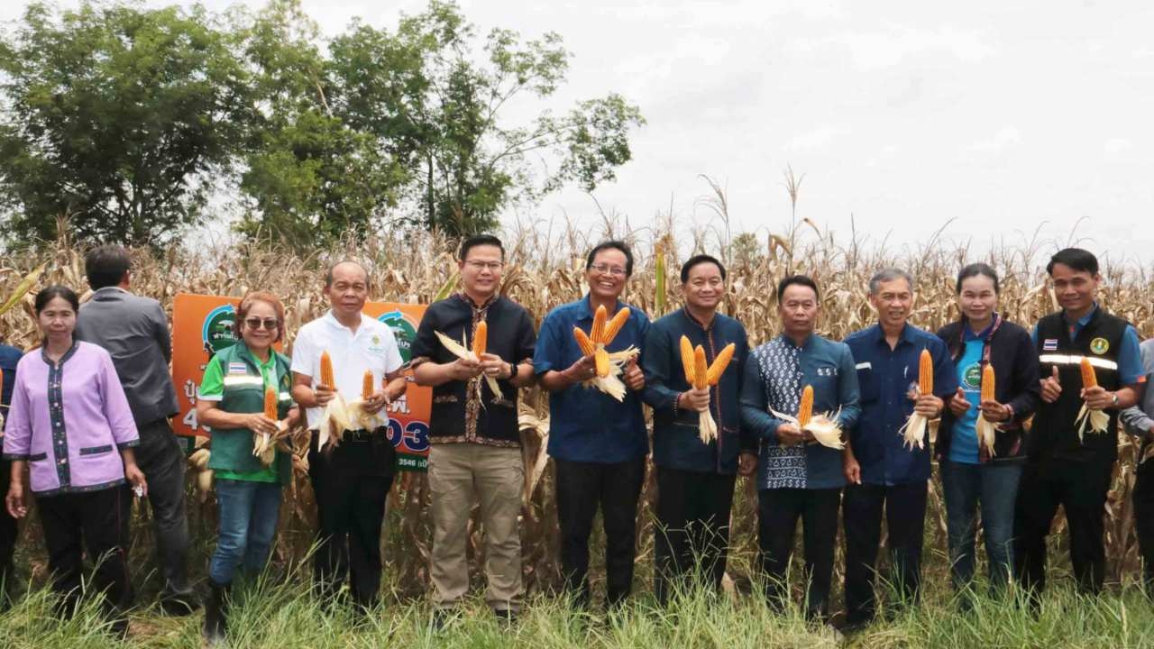 ชาวไร่กาฬสินธุ์ยิ้มออก สถาบันปิดทองหลังพระ รับซื้อข้าวโพดเลี้ยงสัตว์ให้ราคาสูง