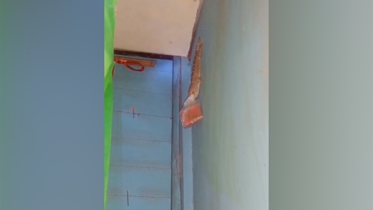 งงกันเป็นแถบ คลิปไวรัล "ตุ๊กแก" คาบถุงยา โซเชียลแซว น้องคงจะป่วยเหมือนกัน