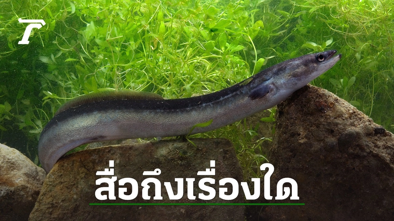 เปิดทำนายฝันเห็นปลาไหล 1 ตัว ปลาไหลสีทอง สื่อถึงเรื่องใดได้บ้าง