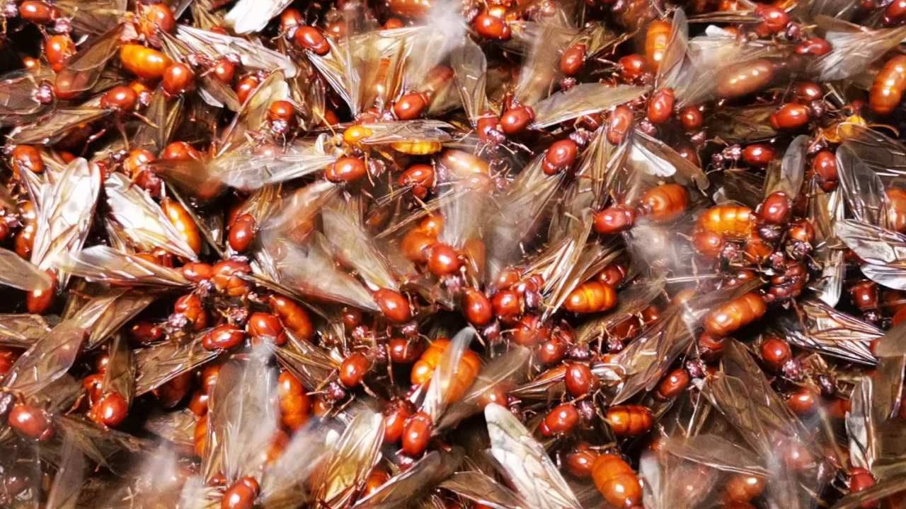 หนุ่มเชียงราย เพาะเลี้ยงแมงมันสำเร็จ เก็บไข่ขายได้ราคา กก.ละ 2,000 บาท