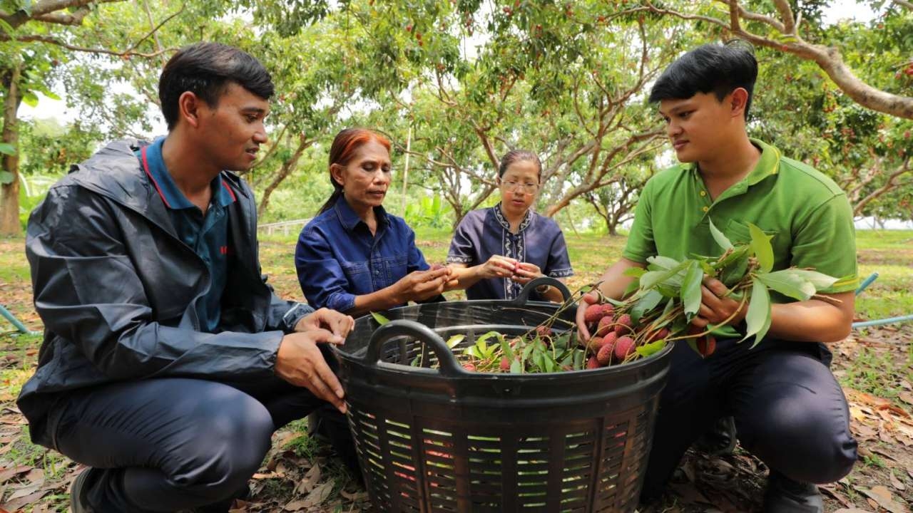 แปลงใหญ่ลิ้นจี่ นพ.1 นครพนม พัฒนาคุณภาพขึ้นห้างดังสร้างรายได้ให้เกษตรกร