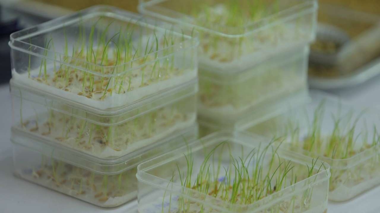 ศมข.ชัยนาท เร่งกระจายเมล็ดพันธุ์ข้าวดีสู่ชาวนา ยกระดับผลผลิตขายตลาดโลก